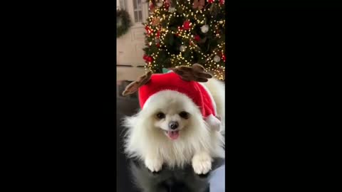 Cute puppy🐶 celebrating to christmas