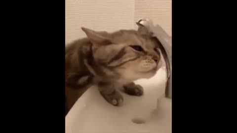 Funny cat, can't drink water