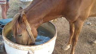 Determined pony goes apple bobbing