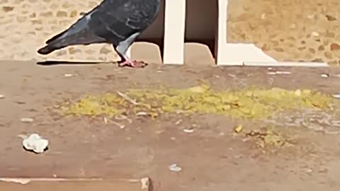 A pretty pigeon in Santa Cruz Oran