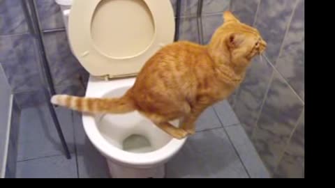 no sand, modern cat uses toilet