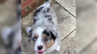 Adorable Aussie puppy tries to show his excitement