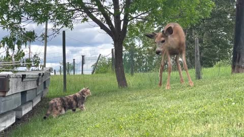 A rare interaction between a cat and a deer