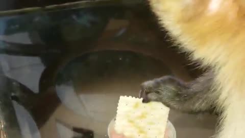 My monkey feeds me potted meat and crackers