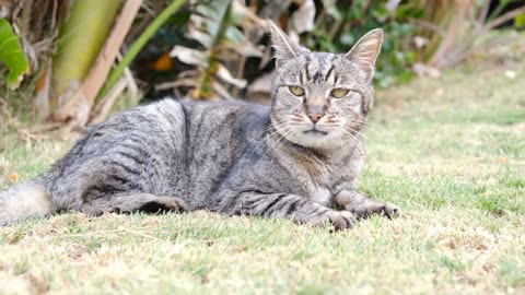 CAT playing park