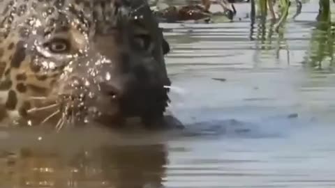 Black Crocodile hunted by Jaguar