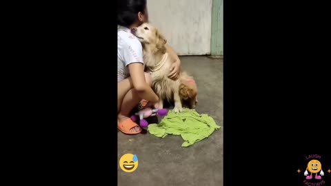Funny videos, funny animals Hub, funny cats and dogs reactions, 🐕😄😆🤣😂, performance 🤣funny 🐕😄