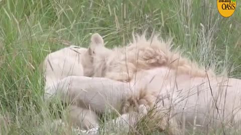 Dad lion hugs young cub 🌴Lion Cuddles Cub🌴 Lion Kindness#shorts