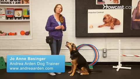 How_to_Teach_the_Give_Paw_Trick_|_Dog_Training(720p)