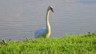 Swans filmed at close range / beautiful swans by the river.