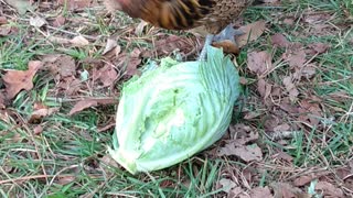 Chickens eating cabbage Golden hen