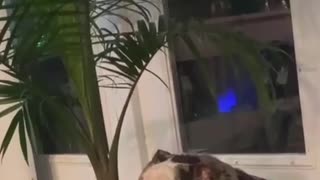 Doggy Too Tired to Destroy Plant