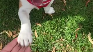 Dog with scarf high five