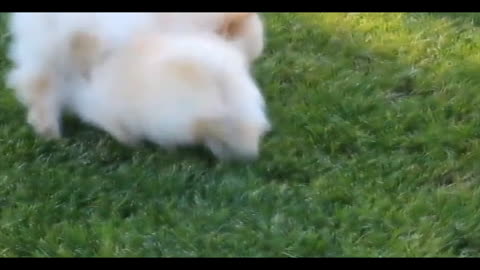 Fluffy Pomeranians Being CUTE TRY NOT TO AWW