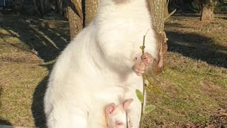 Albino Mother and Baby Wallaby Soak up the Sun