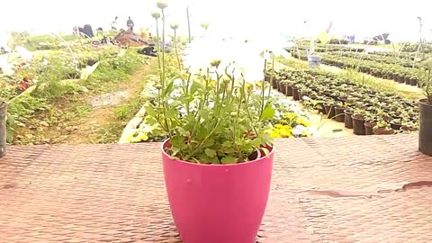 Growing techniques of Chrysanthemums