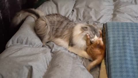 Dog vs Kitten