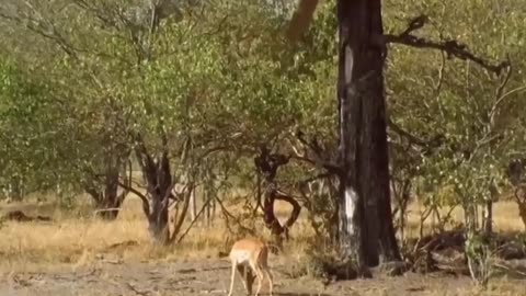 Eagle and Cheetah Hunting Techniques. Survival #animals