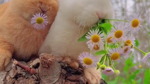 two bunny eating flower