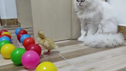 My kind cat is afraid of the beautiful duckling!!