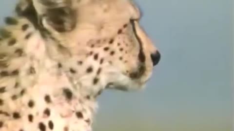 Full speed of cheetah // fastest animal in world. // #animals #shorts