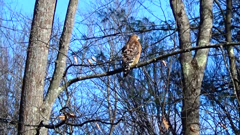 Red-shouldered hawk