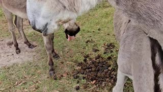 Donkey Field Donkeys Love Attention Farming Life p7