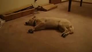 Funny Dog Video