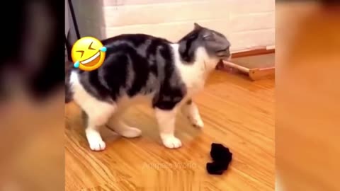 😂"Crazy Cat Moments: You Can't Miss This!"❤😍