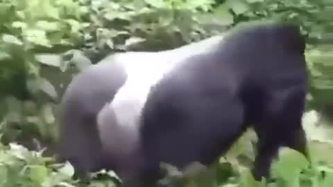 Gorilla