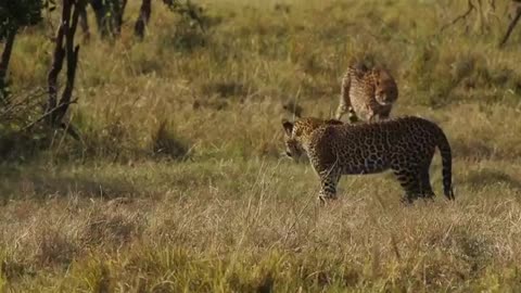 Who wins a standoff between a leopard and a cheetah?