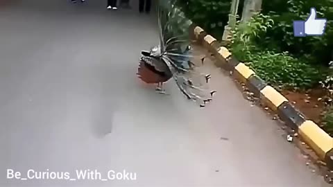 Peacock dancing in rain