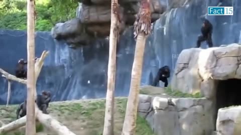Funny 🤣 animal video