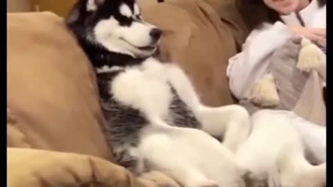 A collection of Husky expressions