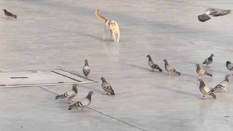 Funny Cat tries to hunt pidgeons | Funny Cats