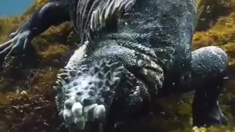 Not sure if Galapagos sea iguana or young Godzilla