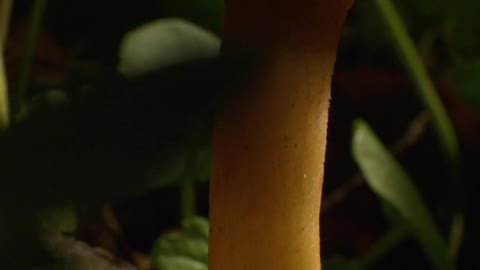 Morel mushroom. Ants settled in it