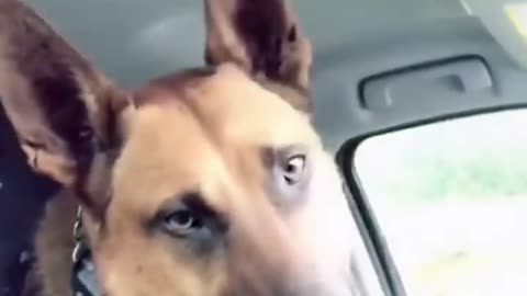 Funny Dogs Moment
