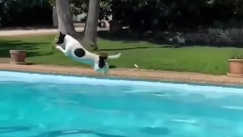 How far do you think he jumped 😳 (flytruiiIG) #dogsoftiktok #poolday #pooljump