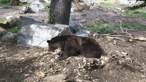 Black bear enjoys a nap in the sun
