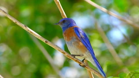 Bluebird Oiseau