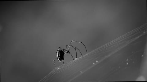 Black and White insect1