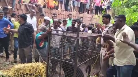 Black panther hoisted out of well