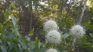 Sugar shack buttonbush