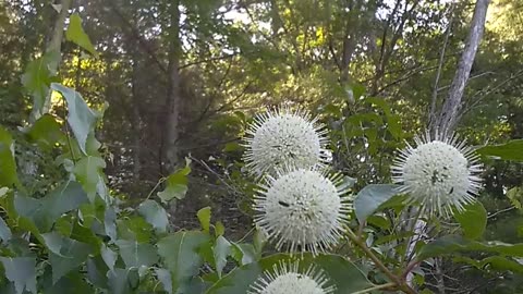 Sugar shack buttonbush