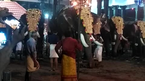 Elephant in a festival