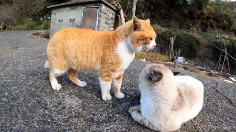 Two cats quarrel near the sea