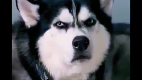 Husky's eyes are so funny