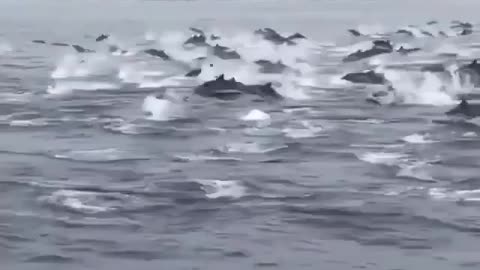 Magnificent Stunning Dolphins