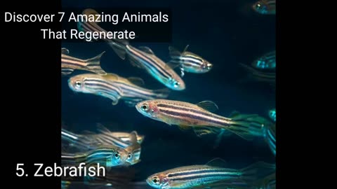 Discover 7 Amazing Animals That Regenerate.